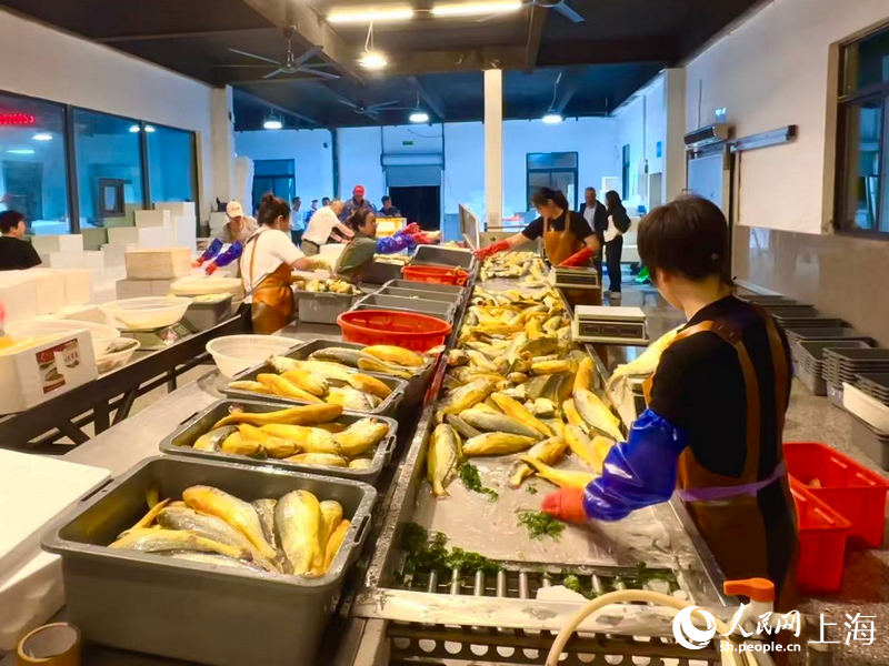 工作人员正在连夜分拣刚捕捞上岸的大黄鱼。人民网 严远摄