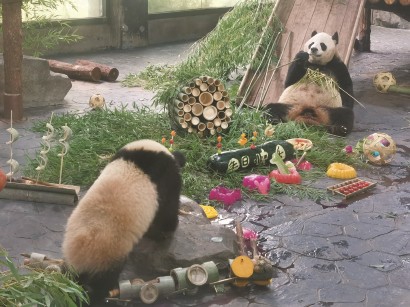 大熊猫“子二代”一周岁生日现场。陈玺撼 摄