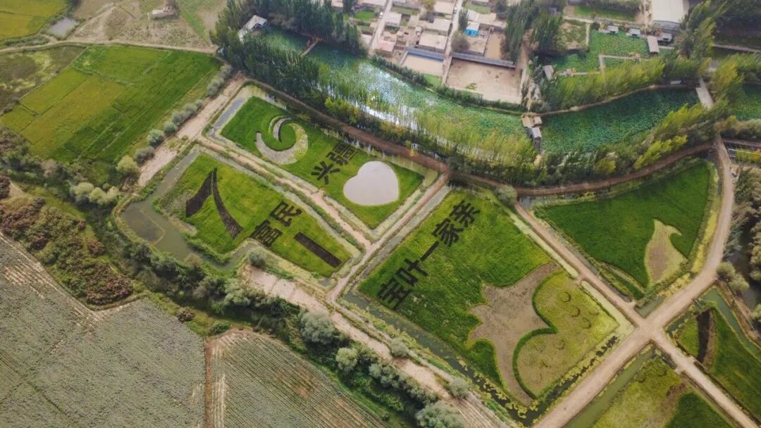 稻田画。上海宝山供图