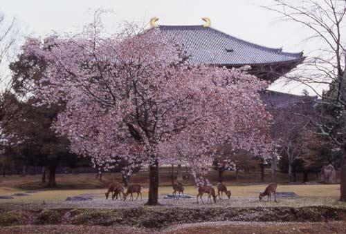 樱花怒放的奈良公园