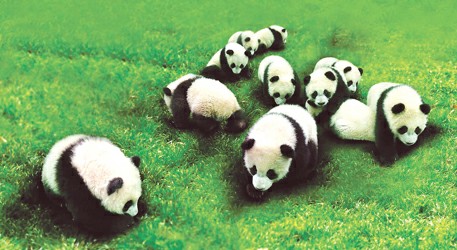十只熊猫兴奋坐飞机 世博大熊猫下午到上海