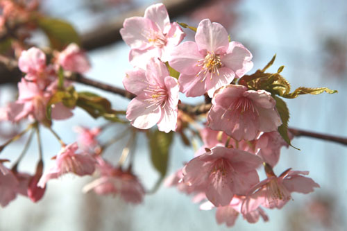 首届上海樱花节月底开幕