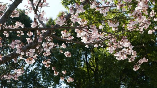 顾村公园樱花节预计3月中旬开启，下周可赏第一波早樱花潮