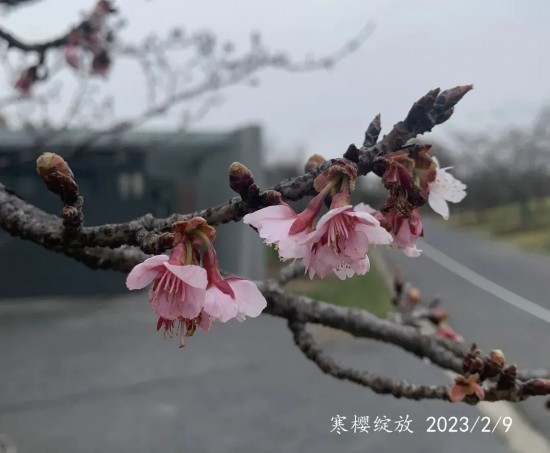 上海樱花节即将启幕
