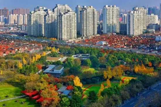 苗江路-重阳木.jpg 图片