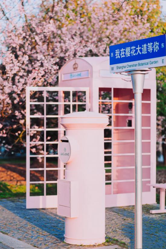 粉、蓝、红、紫、黄…春天临近打卡彩色申城