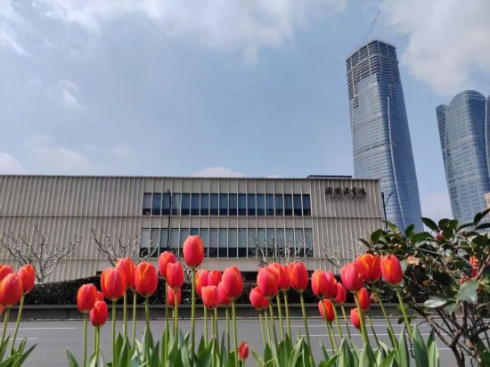 粉、蓝、红、紫、黄…春天临近打卡彩色申城(图13)