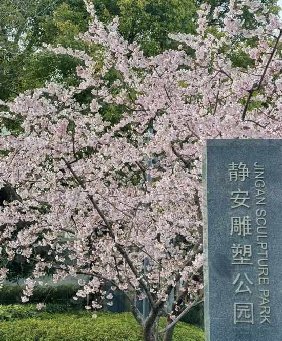粉、蓝、红、紫、黄…春天临近打卡彩色申城(图6)