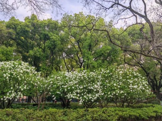 乐鱼体育官网赏花观鸟感受快乐 来看申城版公园20分钟理论(图1)