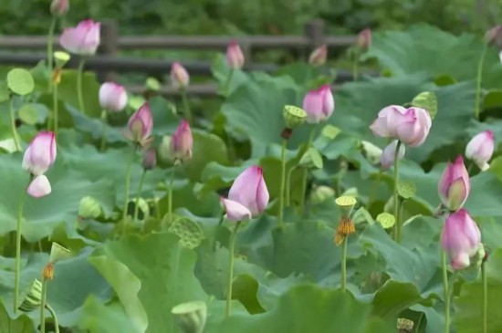 果博平台这个夏天长三角的饱“荷”度拉满啦(图29)