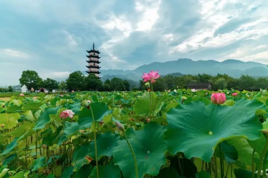 果博平台这个夏天长三角的饱“荷”度拉满啦(图32)