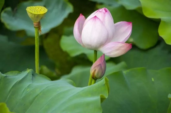 果博平台这个夏天长三角的饱“荷”度拉满啦(图40)