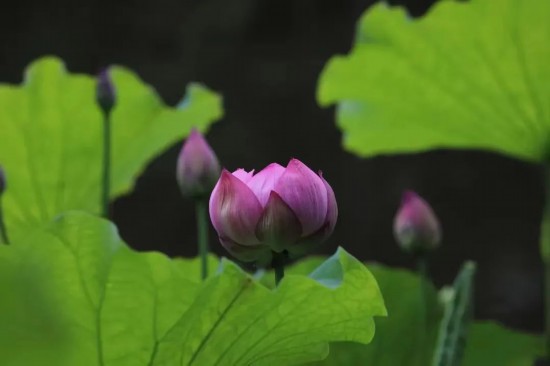 果博平台这个夏天长三角的饱“荷”度拉满啦(图8)