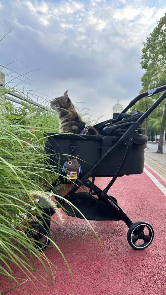 本周末宠物猫将首次在博物馆聚会有主人积极准备但……(图2)