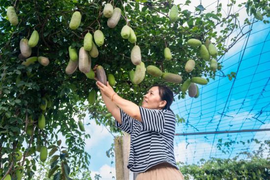 解锁上海郊区小众水果它们看起来好像很好吃(图3)